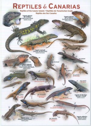 LAMINA: REPTILES DE CANARIAS. GUIA PLASTIFICADA