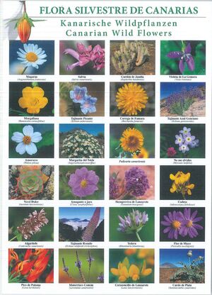 LAMINA: FLORA SILVESTRE DE LAS ISLAS CANARIAS