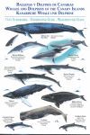 LAMINA: BALLENAS Y DELFINES DE CANARIAS / WHALES AND DOLPHINS OF THE
