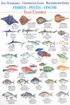 LAMINA: FISHES / PECES / FISCHE GUIA SUMERGIBLE